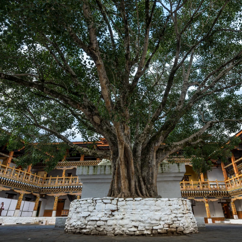 Punakha img-02